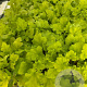 Heuchera 'Lime Marmalade' GM 2,0L