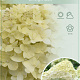 Hydrangea pan. 'Limelight' 60 cm stam 7,5L