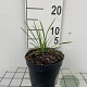 Liriope muscari 'Moneymaker' GM 2,0L