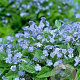 Myosotis palustris GM P9
