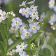 Myosotis palustris GM P9