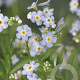 Myosotis palustris GM P9