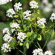 Peltaria alliacea GM P9