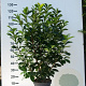 Prunus l. Etna 100-125 cm met kluit