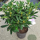 Rhododendron 'Catawb. Grandiflorum' 50-60 cm 7,5L