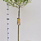 Salix integra 'Hakuro-nishiki' 90 cm stam 4,0L