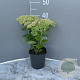 Sedum spectabile 'Brillant' GM 2,0L