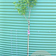 Syringa v. 'Michel Buchner' 100 cm stam 5,0L