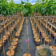 Syringa v. 'Michel Buchner' 100 cm stam 5,0L