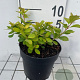 Spiraea betulifolia 'Tor Gold' GM C1.3