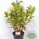 Hydrangea pan. Bonfire 40-60 cm 5,0L