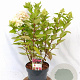 Hydrangea pan. Bonfire 40-60 cm 5,0L