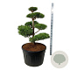 Pinus sylvestris 100-125 cm cont. 230L bonsai