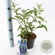 Buddleja d. 'Empire Blue' 30-40 cm 2,0L