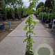 Hydrangea anomala petiolaris 150-175 cm 7,5L
