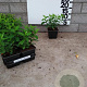 Hypericum calycinum plantgoed P9