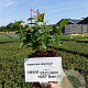 Hypericum calycinum plantgoed P9