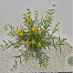 Hypericum kalmianum 'Gemo' 30-40 cm 2,5L