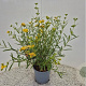 Hypericum kalmianum 'Gemo' 30-40 cm 2,5L
