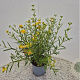 Hypericum kalmianum 'Gemo' 30-40 cm 2,5L