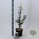 Ilex aq. 'Alaska' 40-60 cm 3,0L