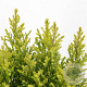 Chamaecyparis l. 'Ellw. Gold' 30-40 cm 3,0L