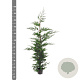 Cupressocyparis leylandii 175-200 cm 7,5L