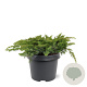 Juniperus conferta 'Schlager' 30-40 cm 3,0L