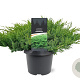 Juniperus d. 'Leningrad' 30-40 cm 3,0L