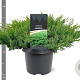 Juniperus d. 'Leningrad' 30-40 cm 3,0L