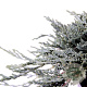 Juniperus h. Icee Blue 20-25 cm 3,0L