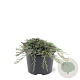 Juniperus h. Icee Blue 20-25 cm 3,0L