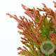 Juniperus h. 'Limeglow' 20-25 cm 3,0L