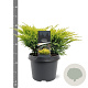 Juniperus h. 'Limeglow' 20-25 cm 3,0L