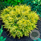 Juniperus h. 'Limeglow' 20-25 cm 3,0L