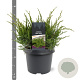 Juniperus media 'Mint Julep' 30-40 cm 3,0L