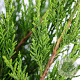 Juniperus media 'Mint Julep' 30-40 cm 3,0L
