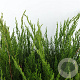 Juniperus media 'Mint Julep' 30-40 cm 3,0L