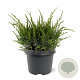 Juniperus media 'Mint Julep' 30-40 cm 3,0L