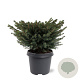 Picea a. 'Nidiformis' 40-50 cm 5,0L