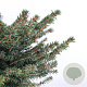 Picea a. 'Nidiformis' 40-50 cm 5,0L