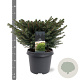 Picea a. 'Nidiformis' 40-50 cm 5,0L
