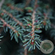 Picea a. 'Nidiformis' 40-50 cm 5,0L