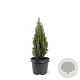 Picea glauca 'Zuckerhut' 25-30 cm 3,5L