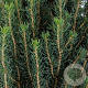 Picea glauca 'Zuckerhut' 25-30 cm 3,5L