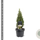Picea glauca 'Zuckerhut' 25-30 cm 3,5L
