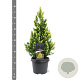 Picea gl. 'Rainbow's End' 30-40 cm 3,0L
