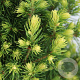 Picea gl. 'Rainbow's End' 30-40 cm 3,0L