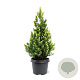 Picea gl. 'Rainbow's End' 30-40 cm 3,0L
