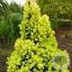 Picea gl. 'Rainbow's End' 30-40 cm 3,0L